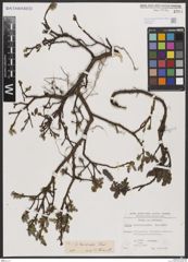 Foto von Salix breviserrata Flod.